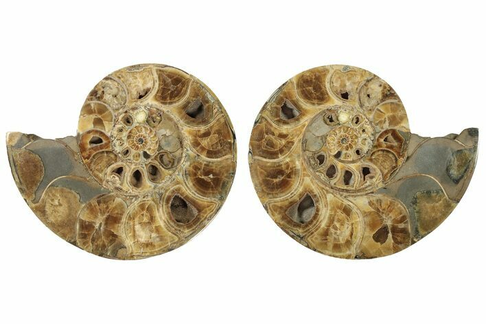 Honey-Orange Ammonite (Argonauticeras) - Befandriana, Madagascar #227471